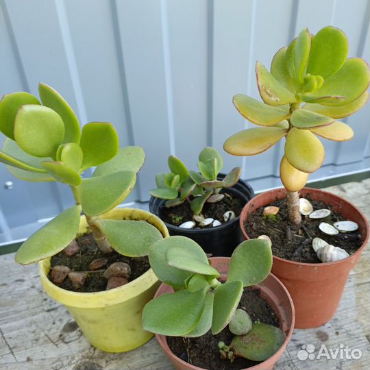 Крассула(денежное дерево), Сансевиерия - отростки