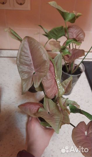 Сингониум неон пинк