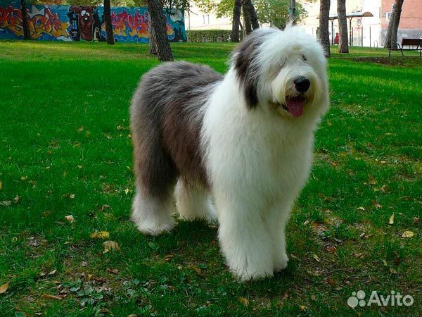 Собачья шерсть пух