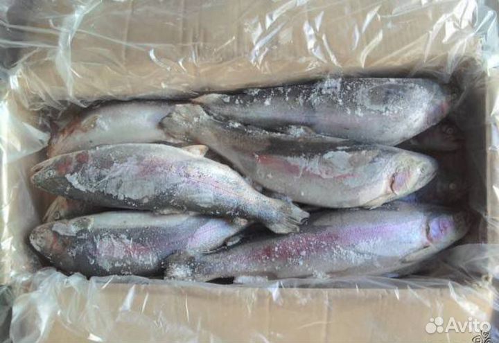 Форель премиум