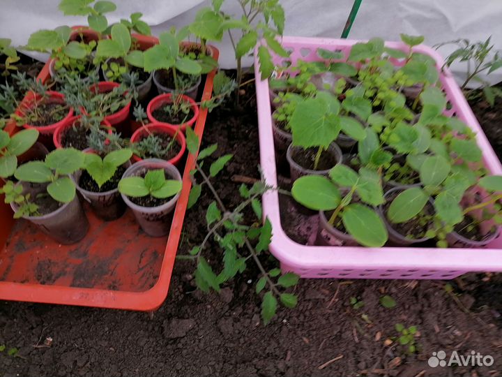 Рассада огурцов