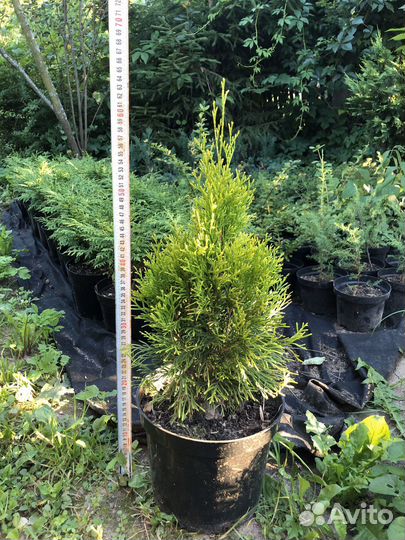 Хвойные растения