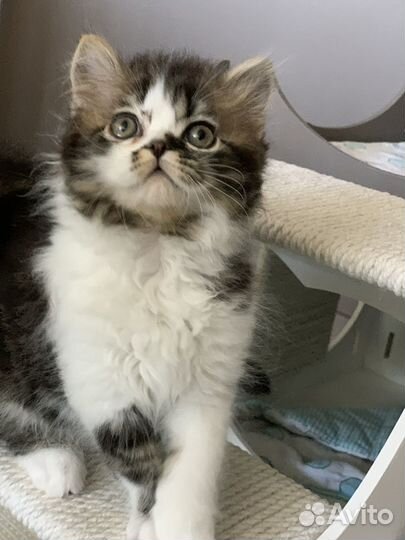 Мальчик-зайчик