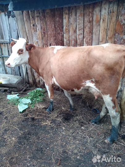 Продаю Корову