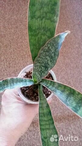 Сансевиерии сортовые