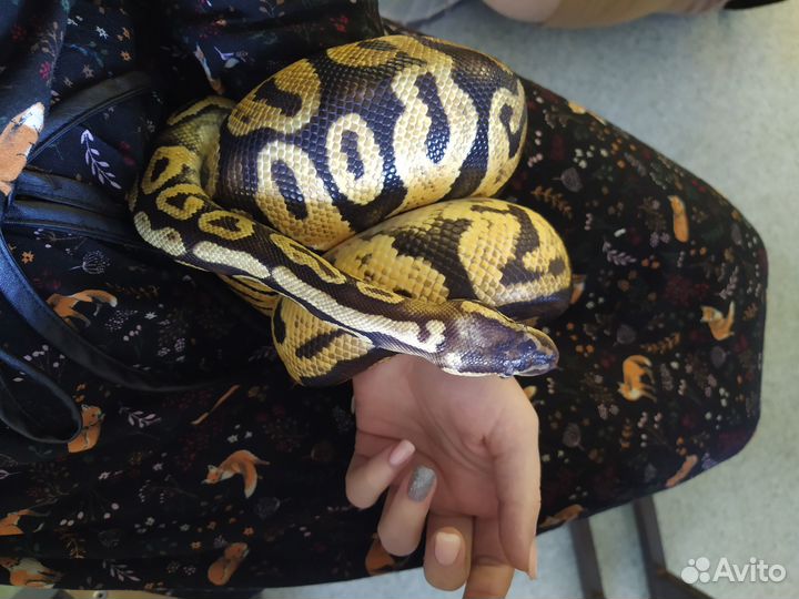 Няня для животных