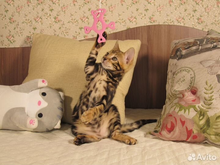 Чемпионские бенгальские котята