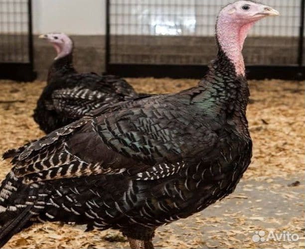 Индюки и индюшата