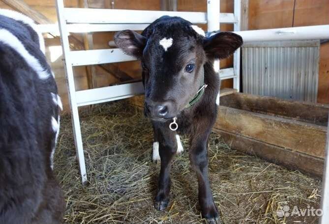 Телёнок 6 месяцев