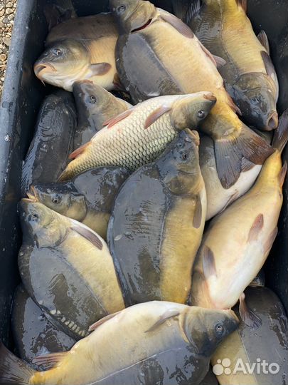 Рыба карп, амур, толстолобик