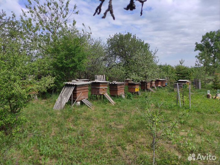 Продам пчел и пасеку