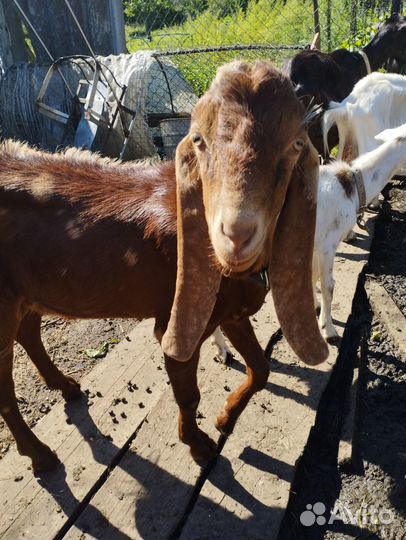 Продам дойную козу, Нуб-Заанинка