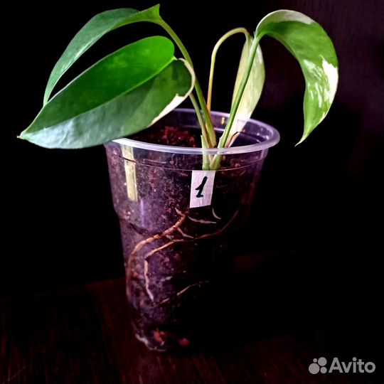 Эпипремнум пиннатум вайт