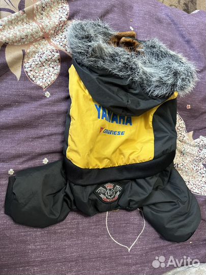 Одежда для собак