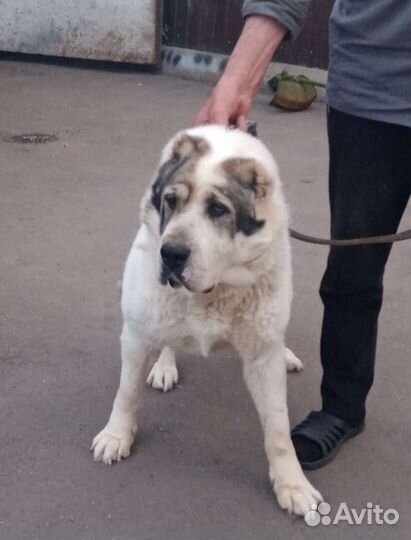 Среднеазиатская овчарка алабай