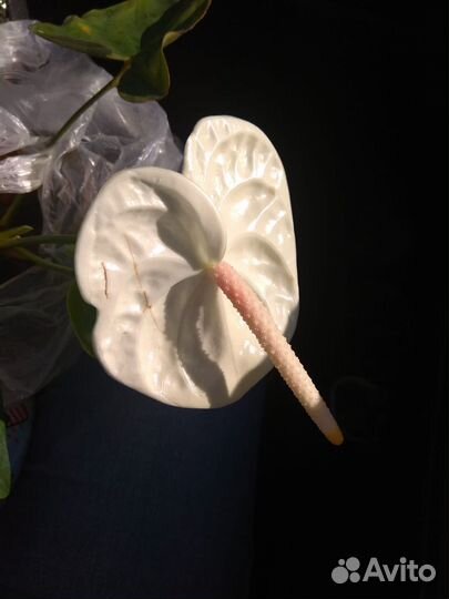 Антуриум акрополис, коллекционный сорт