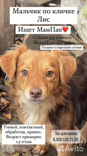 Пристраиваются собаки