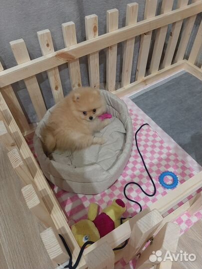 Вольер для собак в квартиру