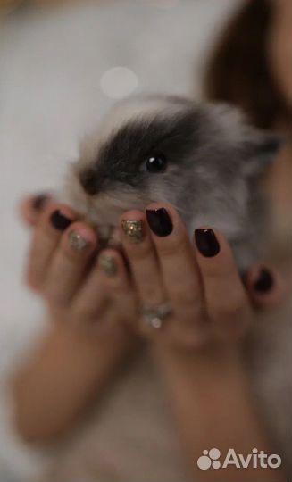 Мини карликовый кролик