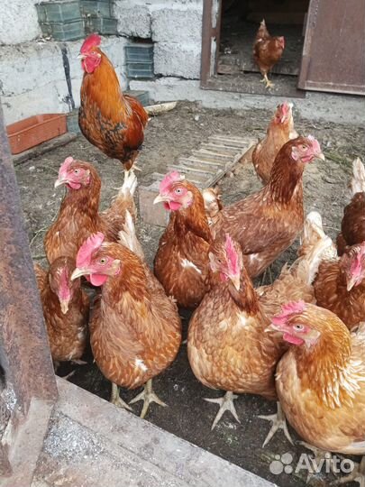 Куры несушки