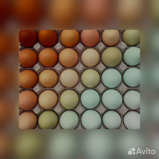 Инкубационное яйцо оптом и в розницу