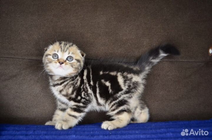 Шотландские вислоухие котята