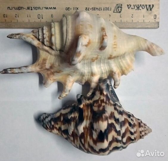 Много ракушек одним лотом.(все на 4х фото)