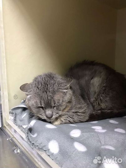 Котик. Тима. Москва. область. В добрые руки