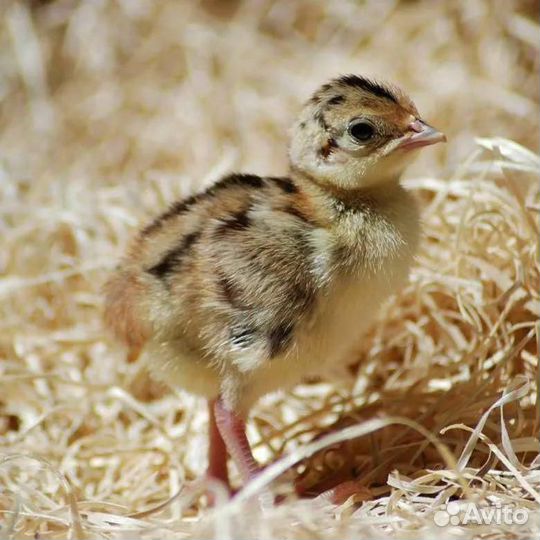 Цыплята фазана золотой, алмазный, охотничий