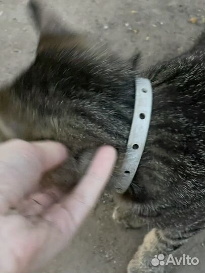 Кошечка потеряшка. Хозяин найдись