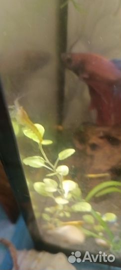 Аквариумные креветки бесплатно