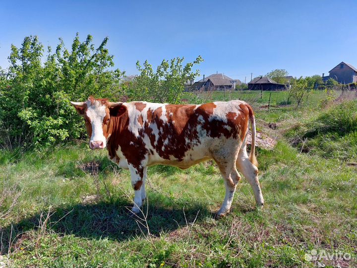 Телки стельная