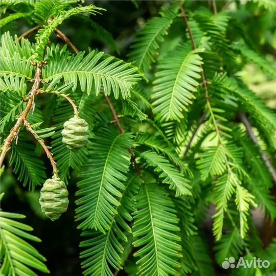 Метасеквойя, морозостойкая, семена