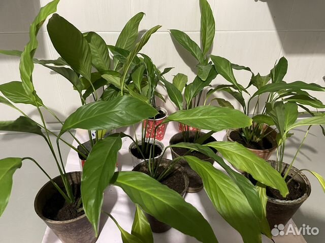 Спатифиллум