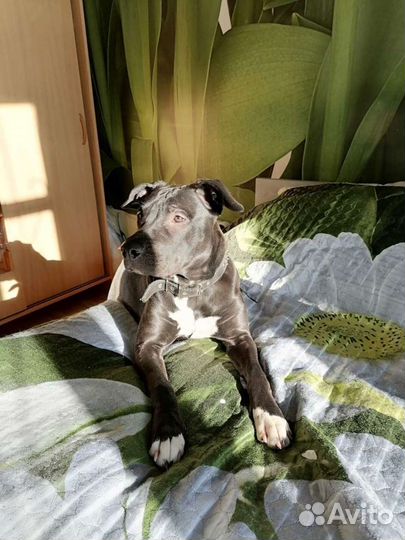 Питбуль Боня