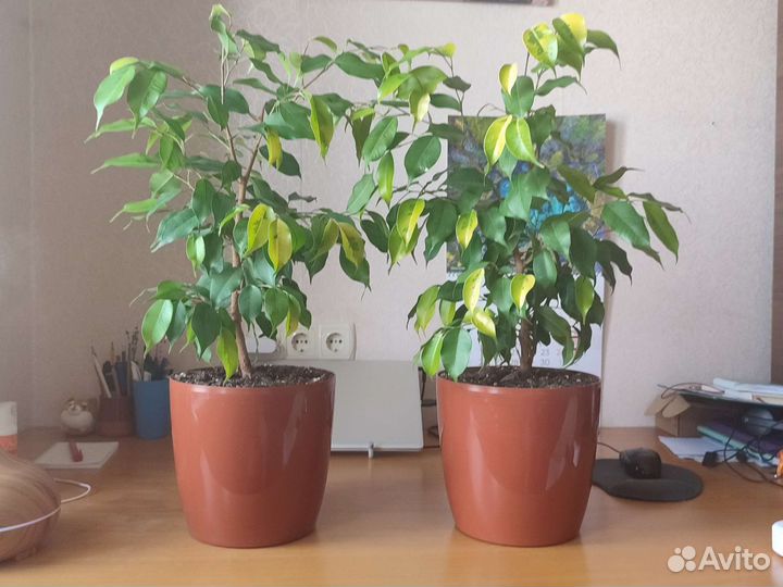 Фикус Бенджамина