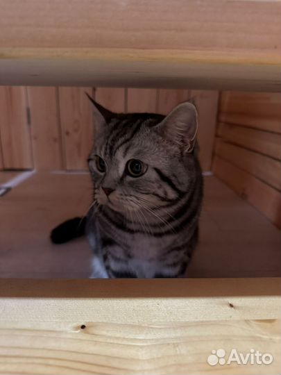 Шотландский кот для вязки