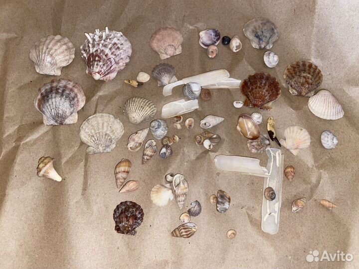 Ракушки и камешки для поделок