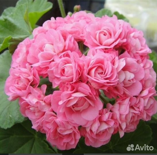 Пеларгония герань