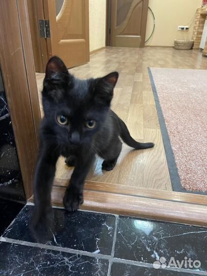 Черный котик в дар