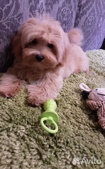 Мальтипу F1 мальчик в СПБ