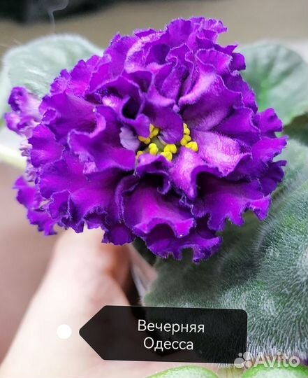 Фиалки сортовые