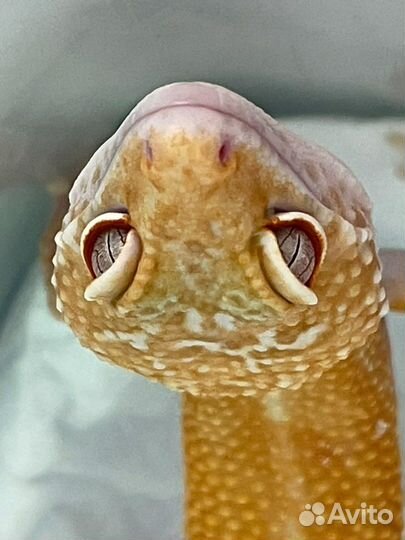 Эублефар самец