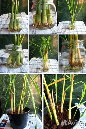 Лемонграсс