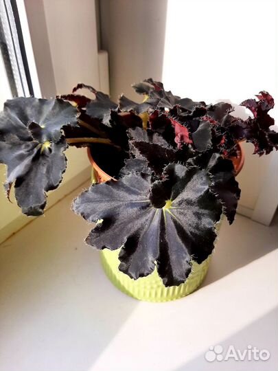 Бегония декоративно лиственная Черная мамба