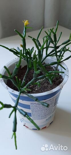 Комнатные цветы хатиора