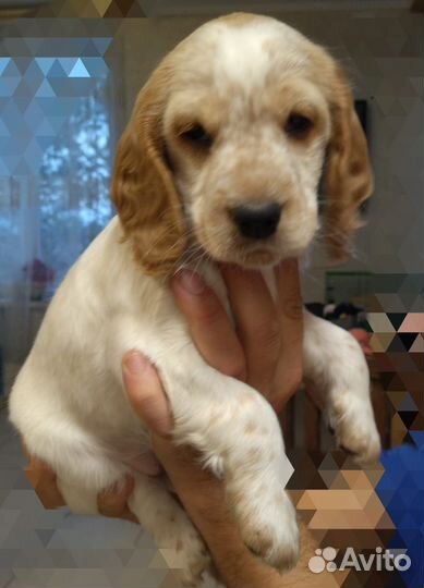 Русский спаниель