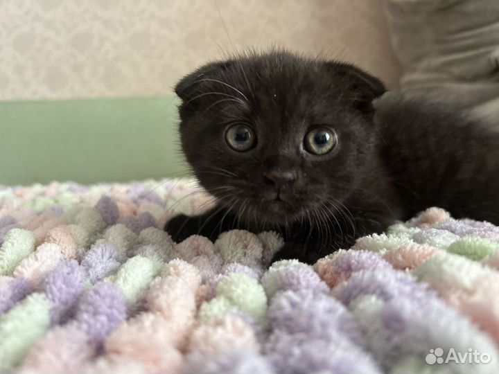 Вислоухие котята