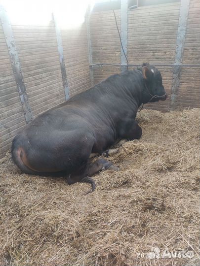 Быки Коровы