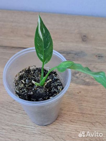 Спатифиллум джемени мини и другие комнатные цветы